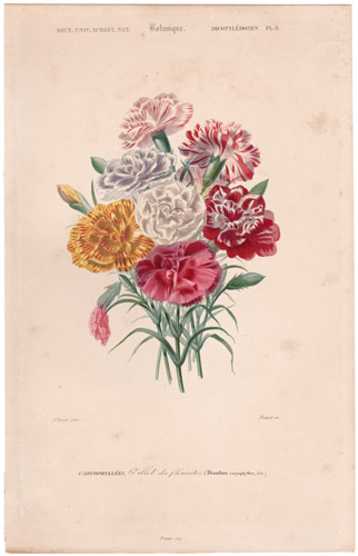Dianthus carnations
